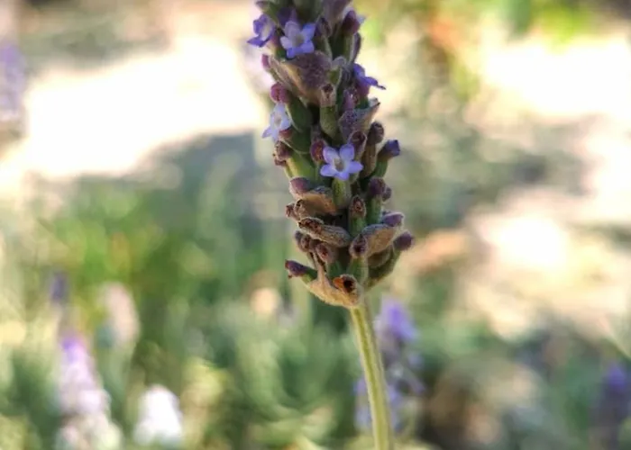 酒店 新哈罗拉酒店 费拉